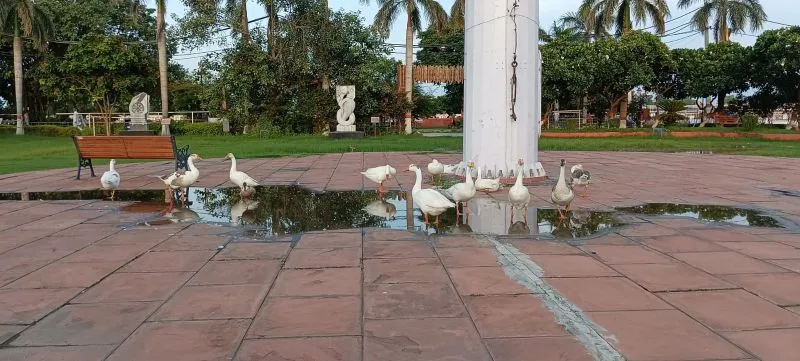 Ducks