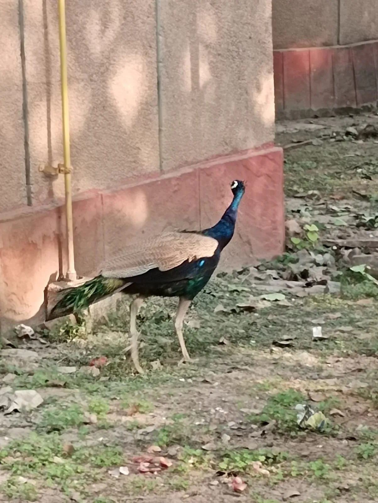 Peacock